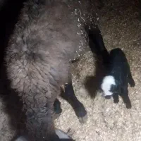 فروش گوسفند ابسته و با بچه|حیوانات مزرعه|رودسر, |دیوار