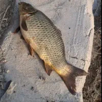 ماهی کپور و آمور