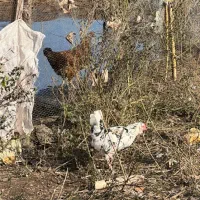 خروس ۶۰۰|حیوانات مزرعه|بندر انزلی, بشمن|دیوار