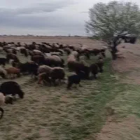 کود گوسفندی تاکستان