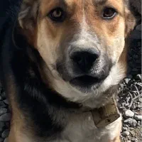 سگ نگهبان|سگ|رباط‌کریم, حصار مهتر|دیوار