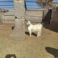 کره کیلو ۳۳۰هزارتومان|حیوانات مزرعه|بردسیر, |دیوار