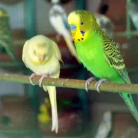 سلام دوعدد مرغ عشق دارم سالم سالم