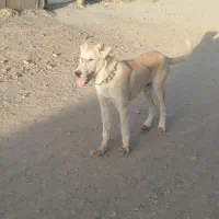 توله پنج ماه