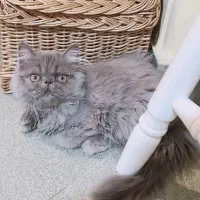 پرشین سوپر فلت اصیل به رنگ کمیاب بلو|گربه|رشت, گلسار|دیوار