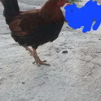 خروس کوردی فروشی