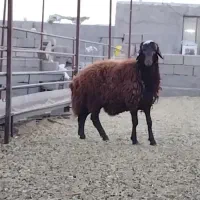 بره قوچ همو|حیوانات مزرعه|سبزوار, رباط|دیوار