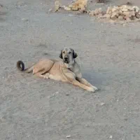 ماده پژدرخالص|سگ|ساوه, |دیوار