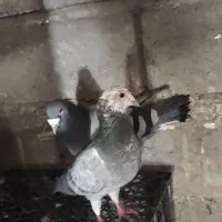 جفت پلاکی