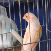 قناری نر بخون