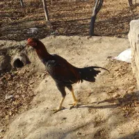 خروس ومرغ لاری