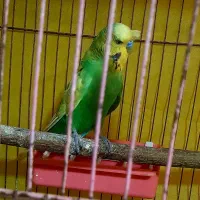 نر مست انگلیسی پشت فر و تاج دار رنگبندی عالی|پرنده|خان ببین, |دیوار