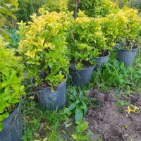 درخت میوه آلبالو کاج لاوسون  شمشاد طلایی  چمن|خدمات باغبانی و درختکاری|آستانه اشرفیه, |دیوار