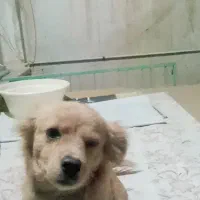 سگ خانگی پامر|سگ|قم, نخودی|دیوار