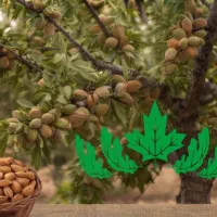 فروش نهال بادام آذر پربار ومقاوم به سرما|خدمات باغبانی و درختکاری|کرمانشاه, |دیوار