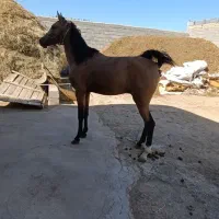 اسب دره شوری|اسب و تجهیزات اسب‌سواری|سلماس, |دیوار