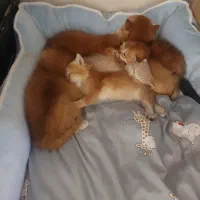 واگذاری گربه های بریتیش