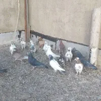 کبوتر|پرنده|سلطانیه, |دیوار