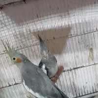 طوطی عروس وایت فیس.سینامون|پرنده|فریدونکنار, |دیوار