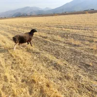 شیشک ومیش|حیوانات مزرعه|پاسارگاد, |دیوار