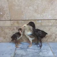 جوجه لاری