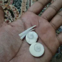 مهره اصل دریایی