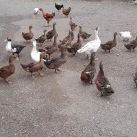 اردک و نیمچه خروس و مرغ