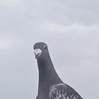 کبوتر قره پلاکی  سبز پلاکی کفتر جاده