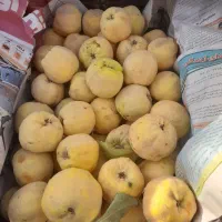 فروش به محلی ارگانیک و بسیار خوش‌طعم. شهر بابک