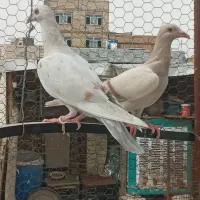 مغلف هفرنگ خطی