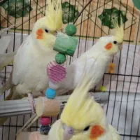 ماده عروس بالغ و تخمگزار|پرنده|میانه, |دیوار