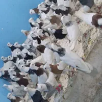 کبوتر رنگی رسید