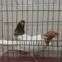 یک جفت کبوتر باشلی نروماده|پرنده|تبریز, |دیوار