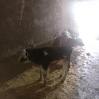 گوساله|حیوانات مزرعه|ایجرود, |دیوار