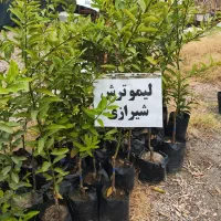 نهال مرکبات و درخت باغی
