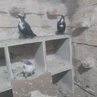 با سلام کبوتر یک جفت قره کاکلی لاب خاصا فروشی