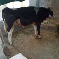 گاو گوساله درجه یک