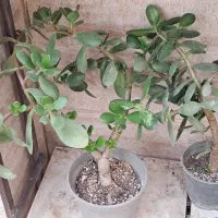 گیاه آپارتمانی