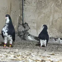 نر و ماده خشرنگ|پرنده|کازرون, |دیوار