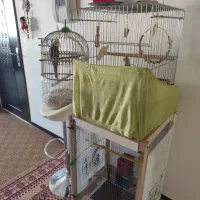 یک جفت بادوتا بچه دوماهه بادوتاقفس ولوازم|پرنده|بجنورد, |دیوار