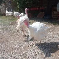 بوقلمون پرورشی