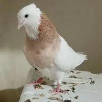 یه جفت طوق زرد شهر گله دار