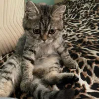 گربه، اسکاتیش بریتیش