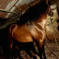 اسب ترکمن گنبد تیر یِموت