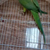 طوطی ملنگو ماده|پرنده|رودهن, |دیوار