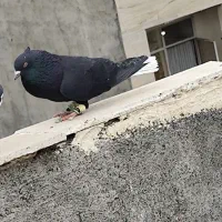 زاغ دم‌سفید پلاکی کرمانی موشی