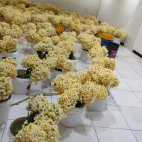 پخش مستقیم گل نرگس از مزرعه به سراسر کشور|گل و گیاه طبیعی|شیراز, جوادیه|دیوار