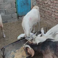 بزدورگ وخالص سانن|حیوانات مزرعه|درمیان, |دیوار