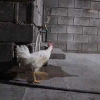 جوجه خروس