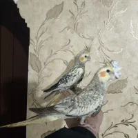 عروس هلندی دو ساعت پیش از خونه فرار کرده|حیوانات|مشهد, شهرک امام هادی (شهرک غرب)|دیوار